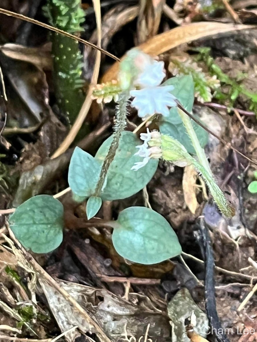 Cheirostylis flabellata (A.Rich.) Wight